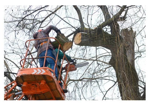 Affordable Tree Stump and Root Removal in Noble Park - Stump Removal Malvern