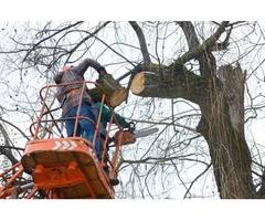 Affordable Tree Stump and Root Removal in Noble Park - Stump Removal Malvern