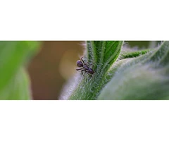 Ants Control Adelaide
