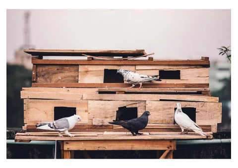 Bird Control in Sydney | Pigeon Control in Sydney