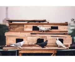 Bird Control in Sydney | Pigeon Control in Sydney