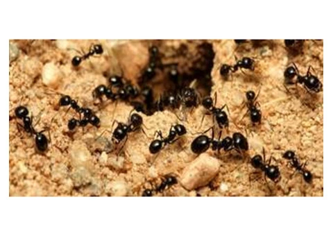 Ants Control Adelaide