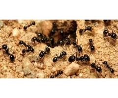 Ants Control Adelaide