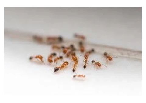 Pest Control Taringa - 1/6
