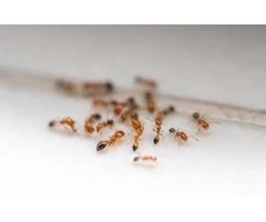 Pest Control Taringa
