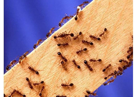Pest Control Taringa - 2/6