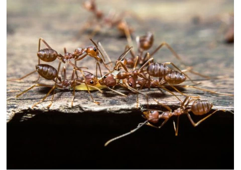 Pest Control Taringa - 4/6
