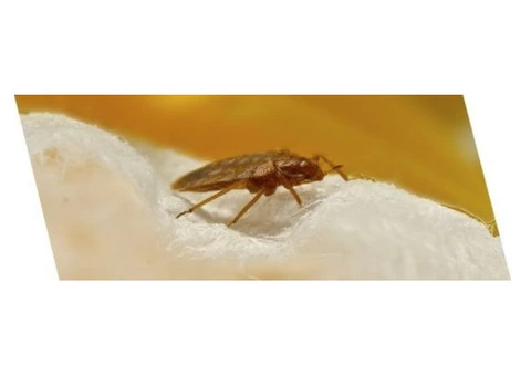 Bed Bug Control Canberra