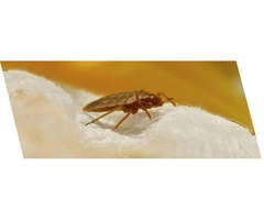 Bed Bug Control Canberra