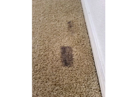 Carpet Cleaning Hawthorne - 1/5