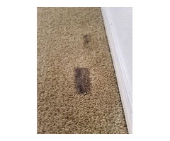 Carpet Cleaning Hawthorne