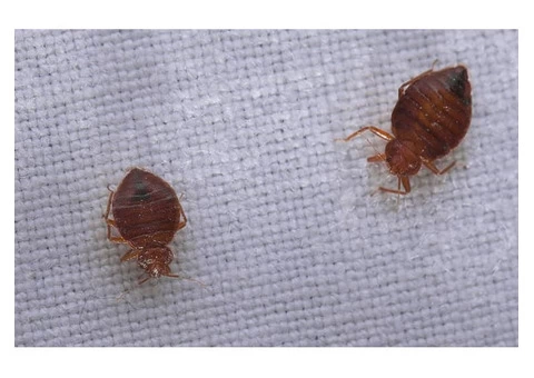 Bed Bug Control Melbourne - 2/3
