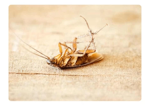 Cockroach Control Perth - 1/3