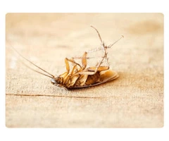 Cockroach Control Perth
