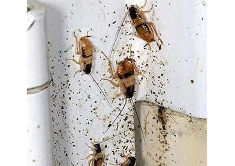 Cockroach Control Perth - 2/3