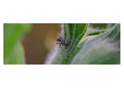 Ants Control Sydney - 1/3