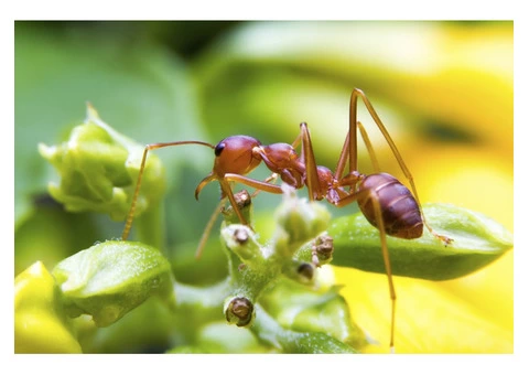 Ants Control Sydney - 2/3
