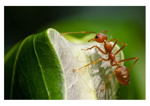 Ants Control Sydney - 3/3