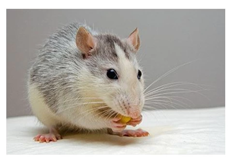 Rodent Control Sydney