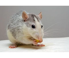 Rodent Control Sydney