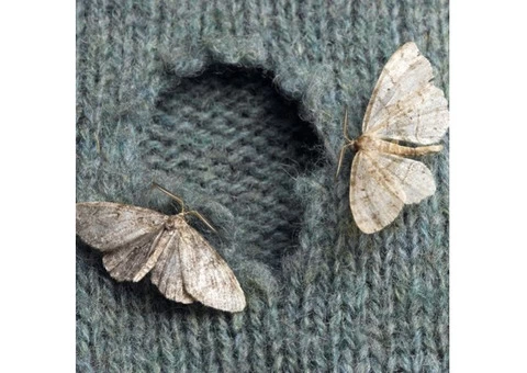 Moth Control Sydney - 1/3