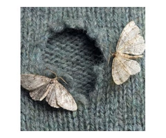 Moth Control Sydney