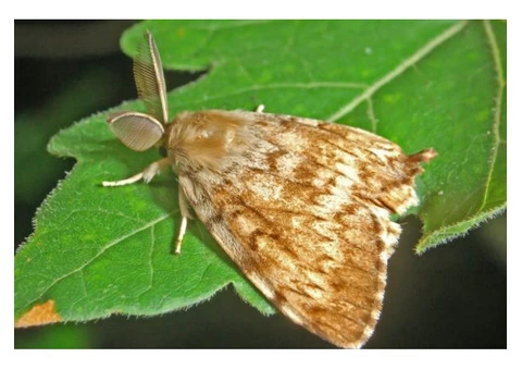Moth Control Sydney - 2/3