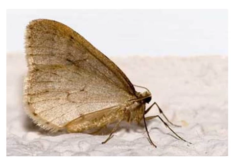 Moth Control Sydney - 3/3