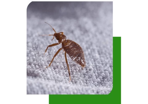Bed Bugs Control Adelaide