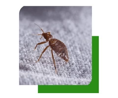 Bed Bugs Control Adelaide