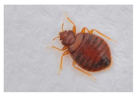 Bed Bugs Control Adelaide - 2/2