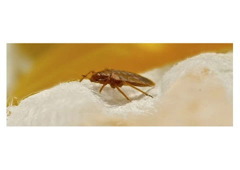 Bed Bug Control Adelaide