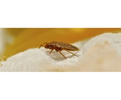 Bed Bug Control Adelaide
