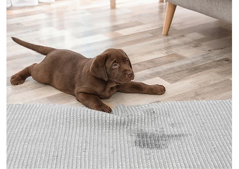 Guaranteed Pet Stain Removal from Carpet by Professionals in Melbourne - 1/5