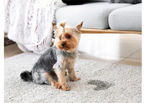 Guaranteed Pet Stain Removal from Carpet by Professionals in Melbourne - 2/5