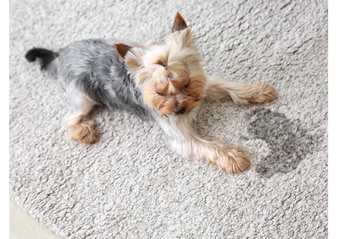 Guaranteed Pet Stain Removal from Carpet by Professionals in Melbourne - 4/5
