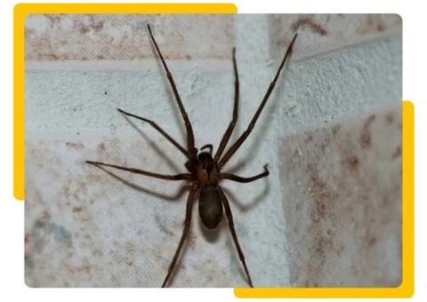 Real Spider Control Adelaide - 1/5