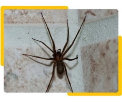 Real Spider Control Adelaide