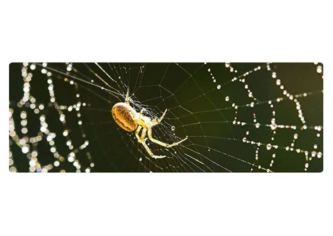 Real Spider Control Adelaide - 2/5