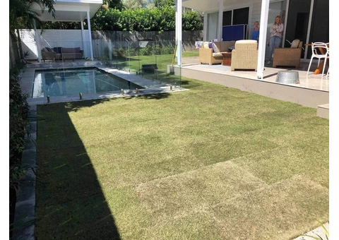 Augusta Zoysia turf - Back yard - 3/8