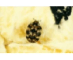 Are The Ticks Dominating Your Yard? Are You Desperate To Drive Them Away?