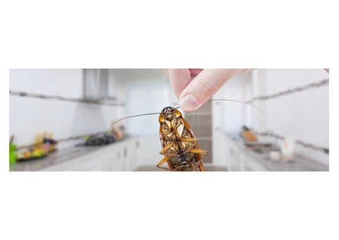 Cockroach Control Brisbane
