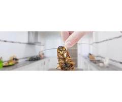 Cockroach Control Brisbane