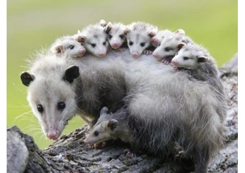Possum Removal Brisbane