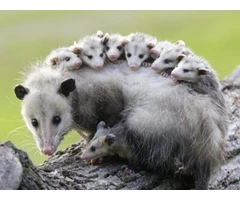 Possum Removal Brisbane