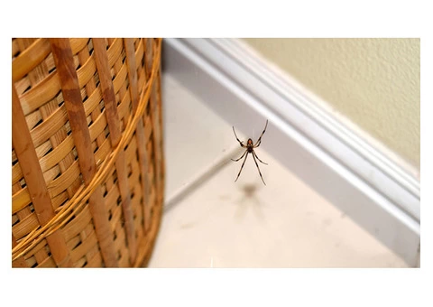 Spider Control Brisbane - 2/3