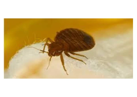 Bed Bugs Control Brisbane