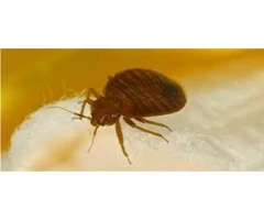 Bed Bugs Control Brisbane
