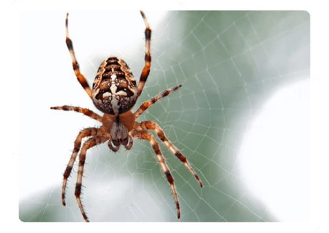 Spider Control Brisbane - 1/4