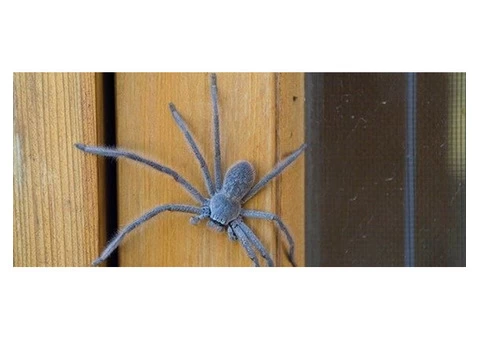 Spider Control Brisbane - 2/4